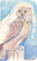 The snowy Owl